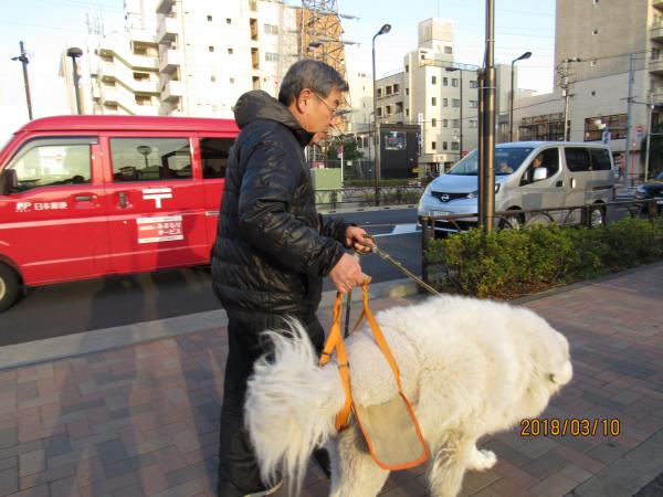 ゲンちゃん散歩1