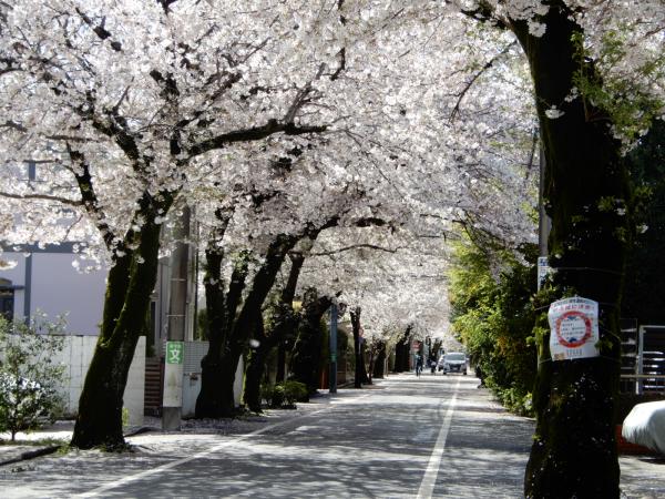 桜並木①