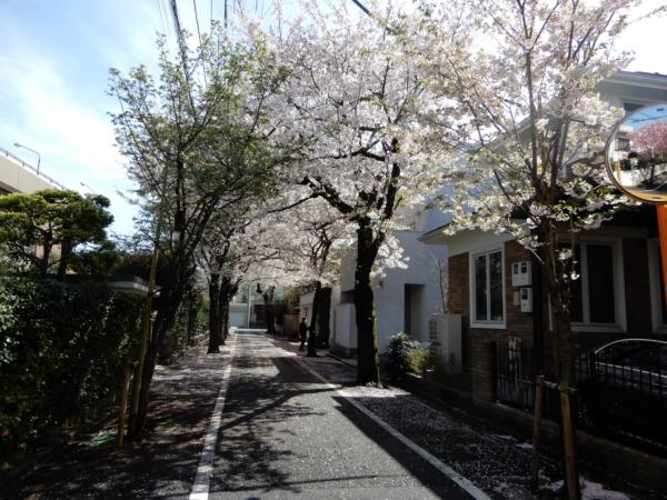 桜並木②