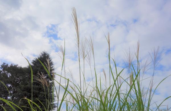 富士見橋ススキ